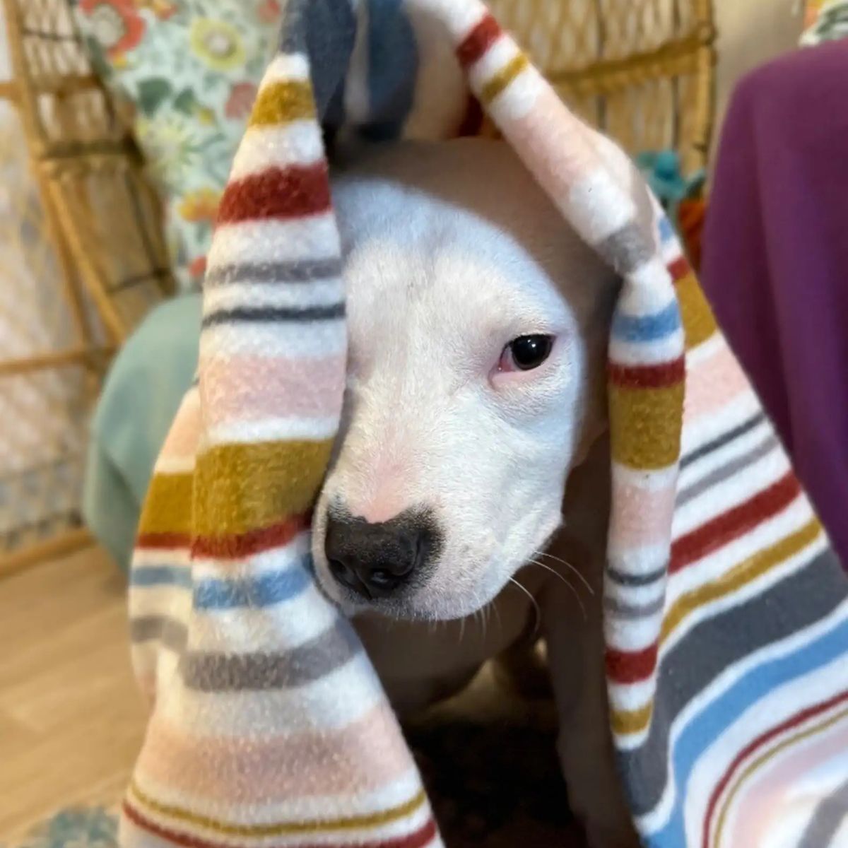 pup from the trash bathed and in a blanket