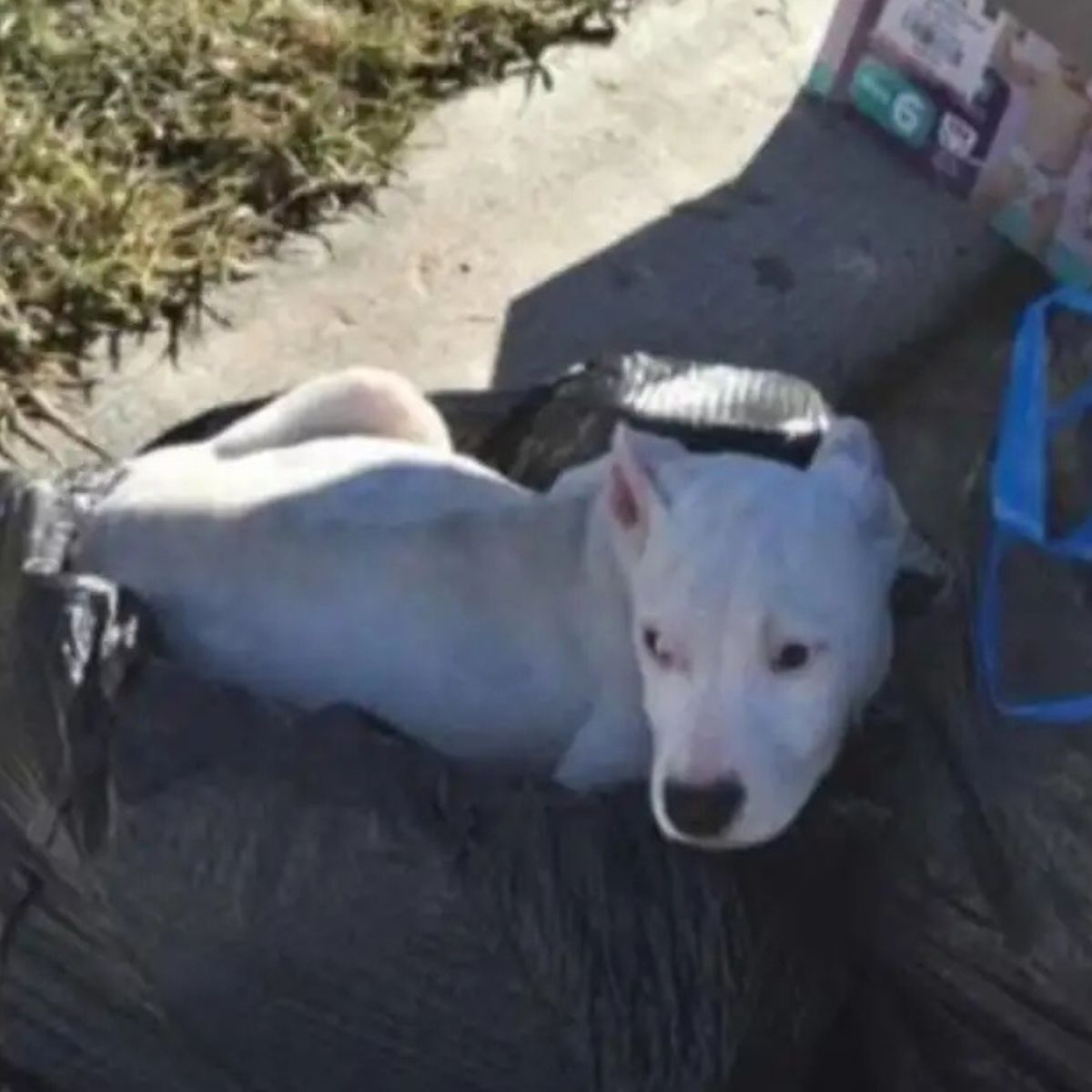 pup in trash