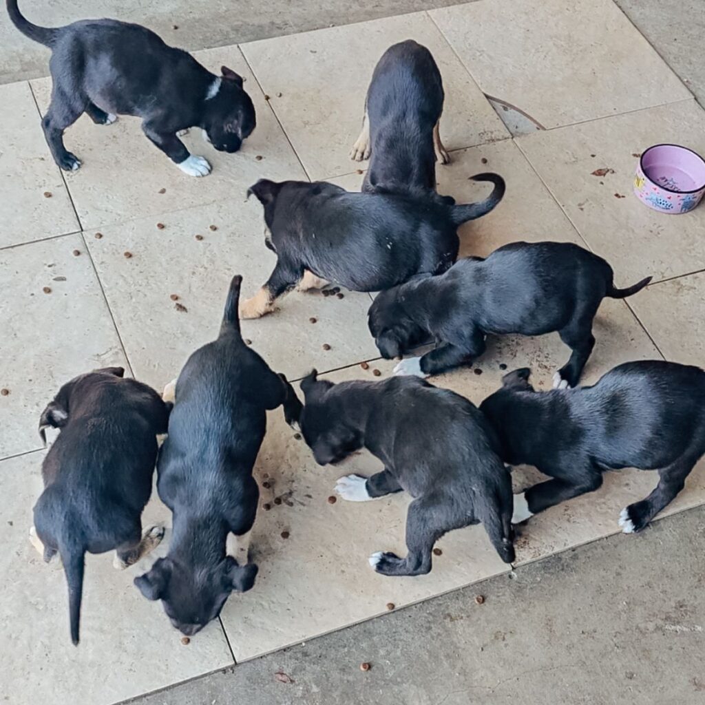 puppies eat crackers from the tray