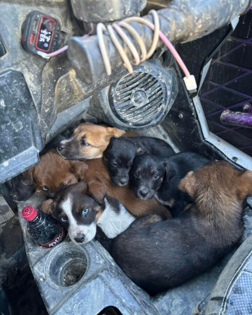 puppies huddled in a car
