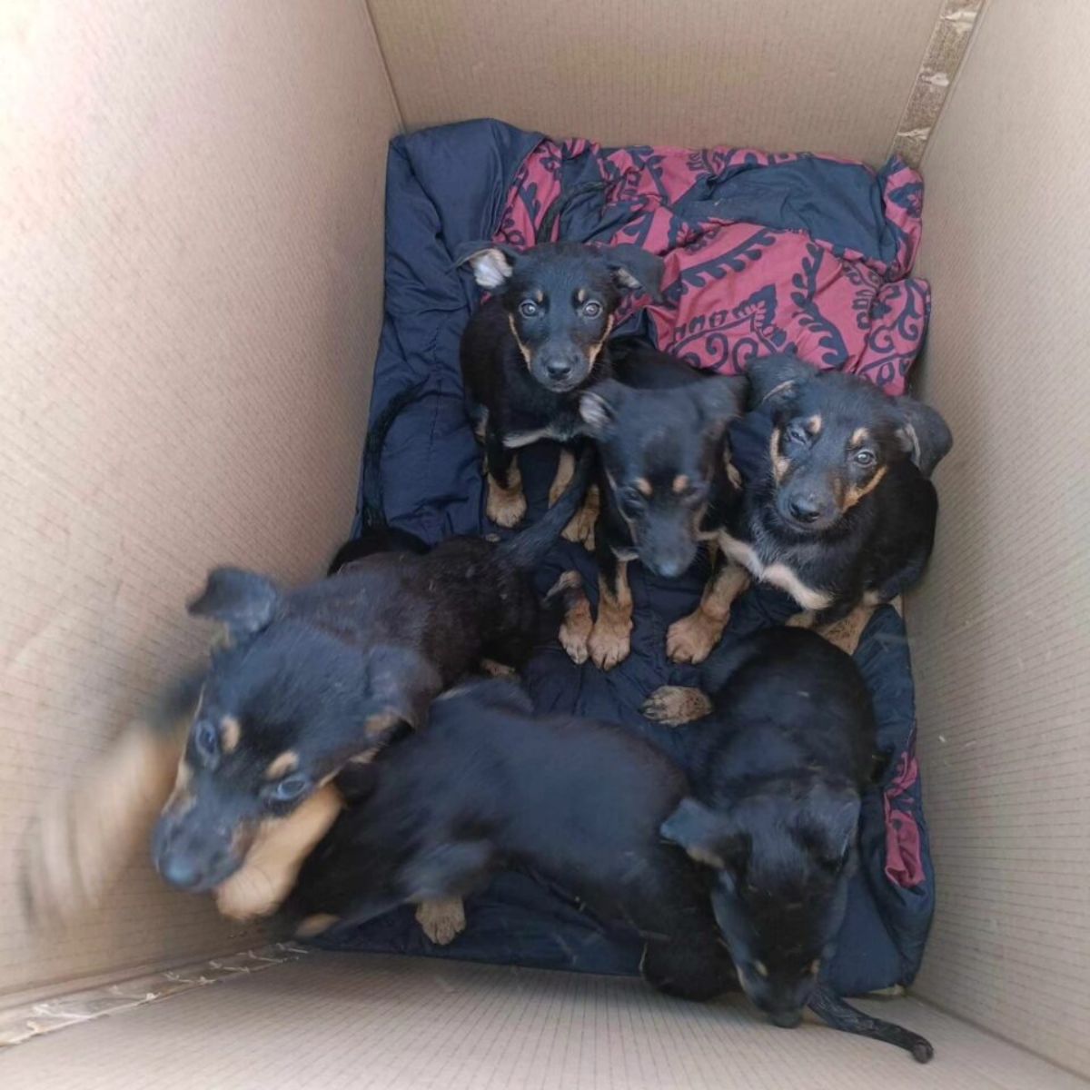 puppies in a cardboard box