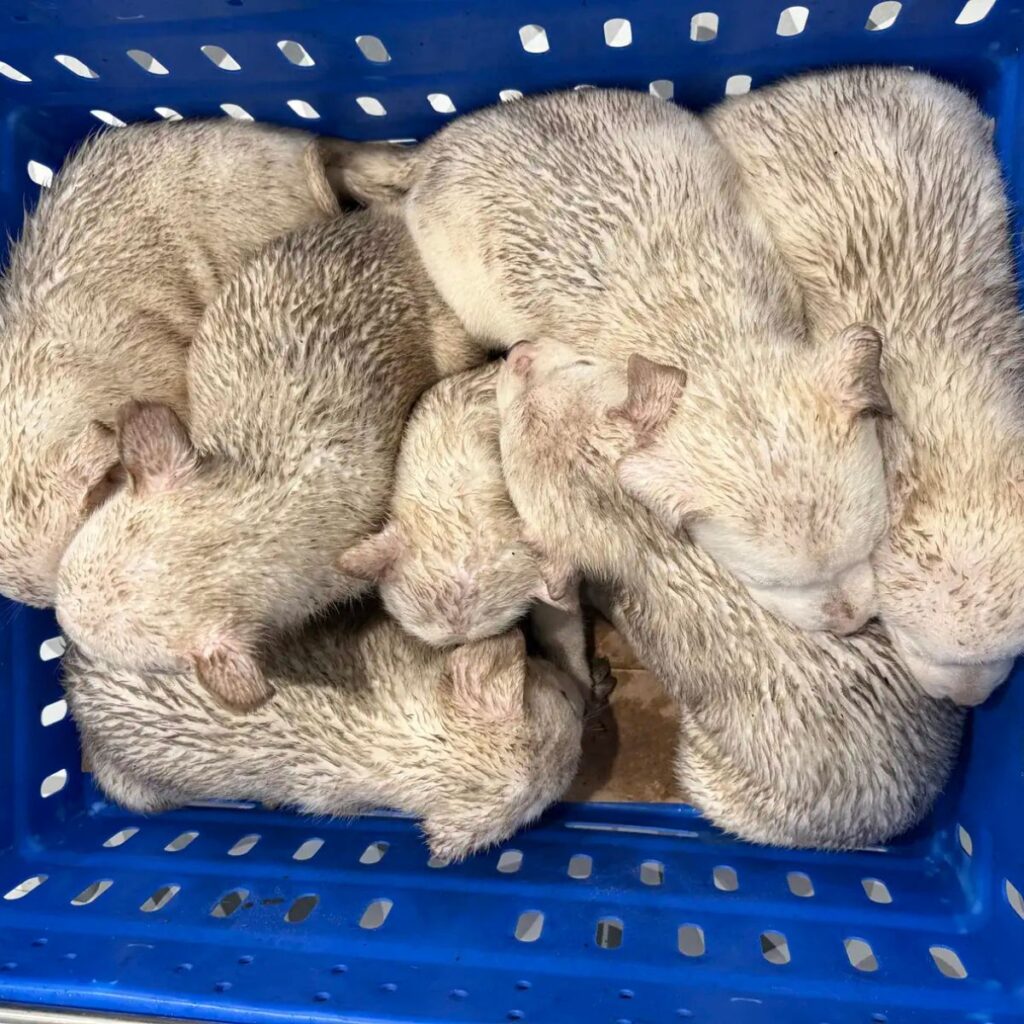 puppies in a plastic box