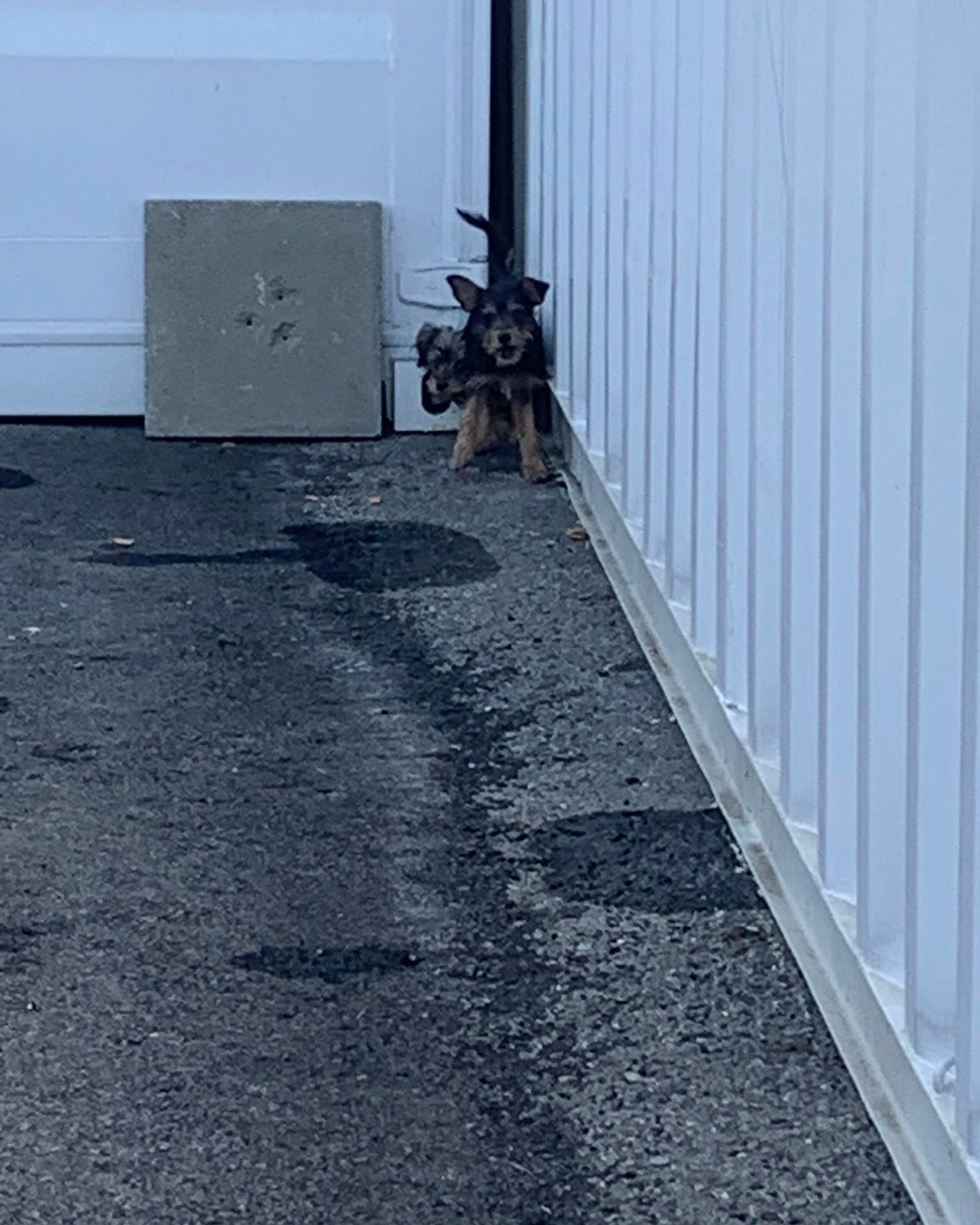 puppies in the corner