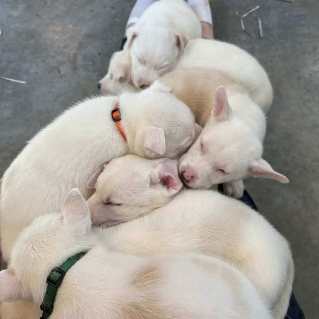 puppies leaning on each other