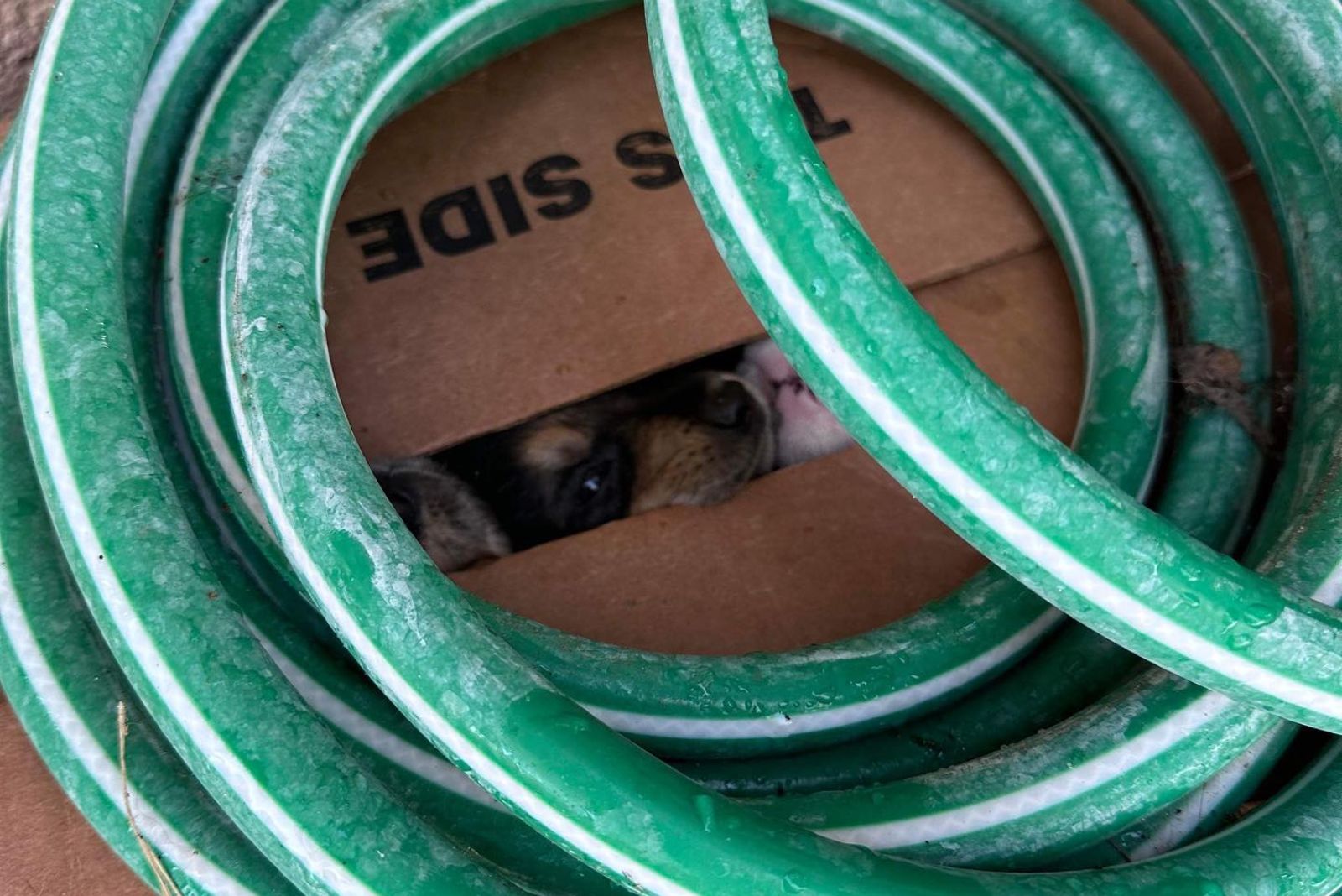 puppies peeking out of the box