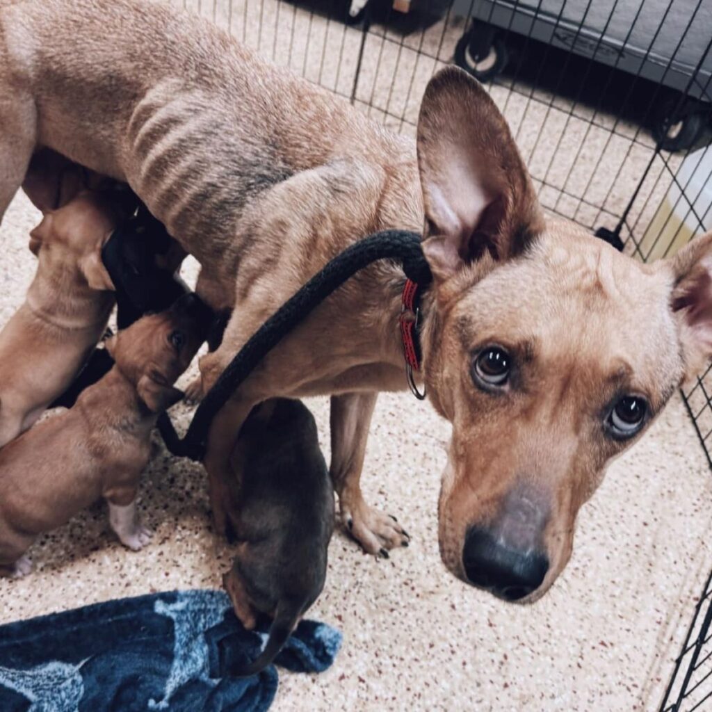 puppies suckle a dog in a cage
