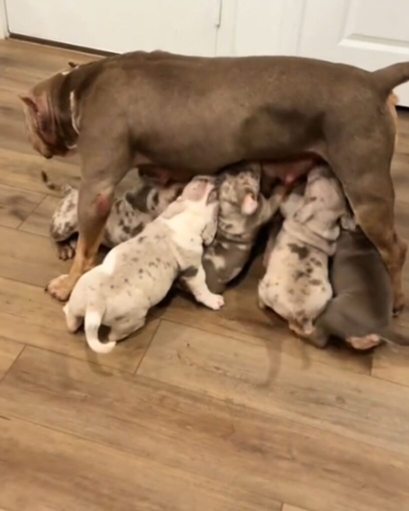 puppies suckle mother dog