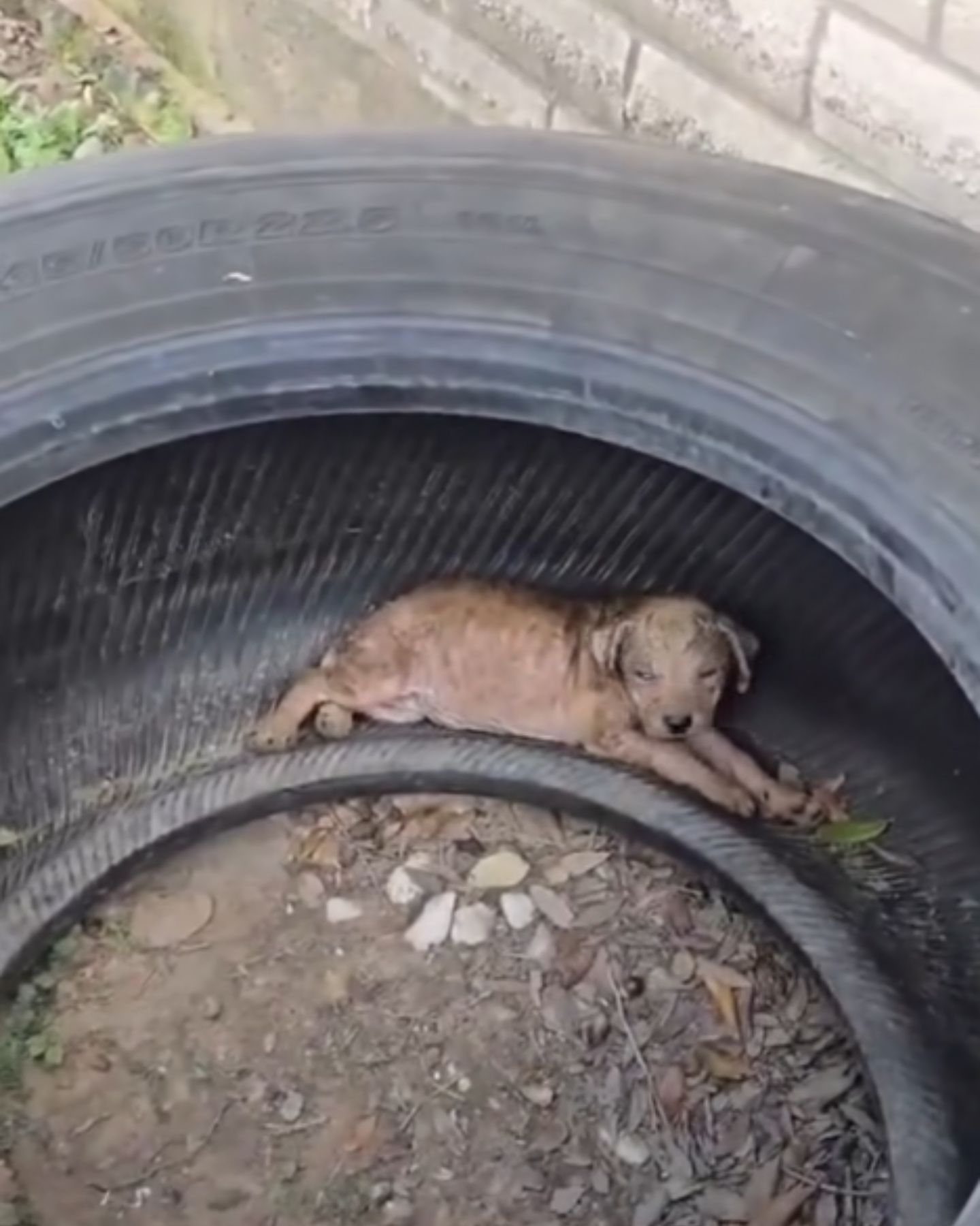 puppy found in a tire
