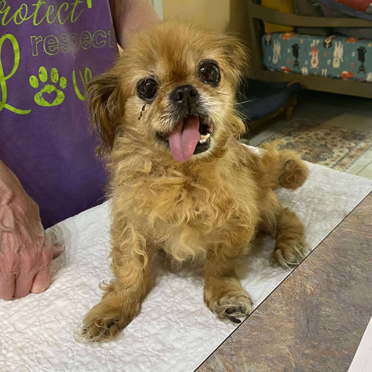puppy sticking out tongue