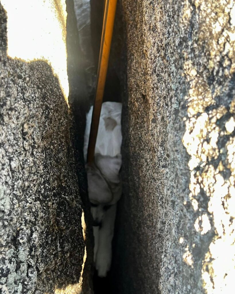 puppy stuck between rocks