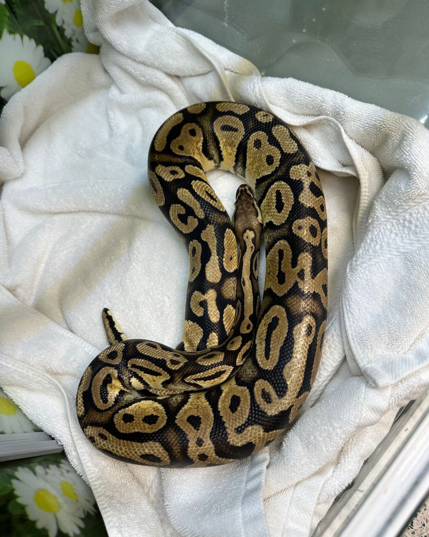 python