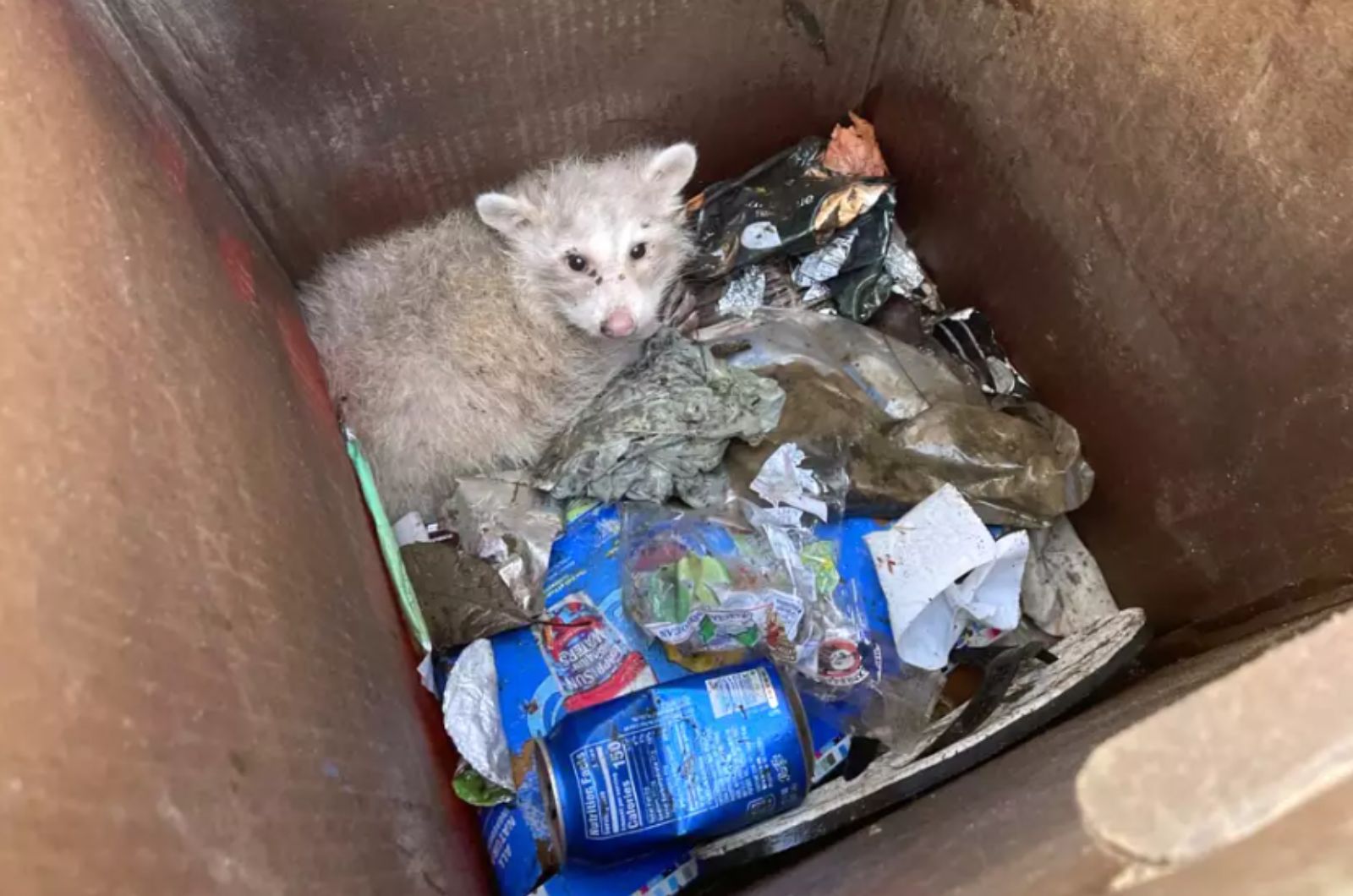 raccoon in trash bin