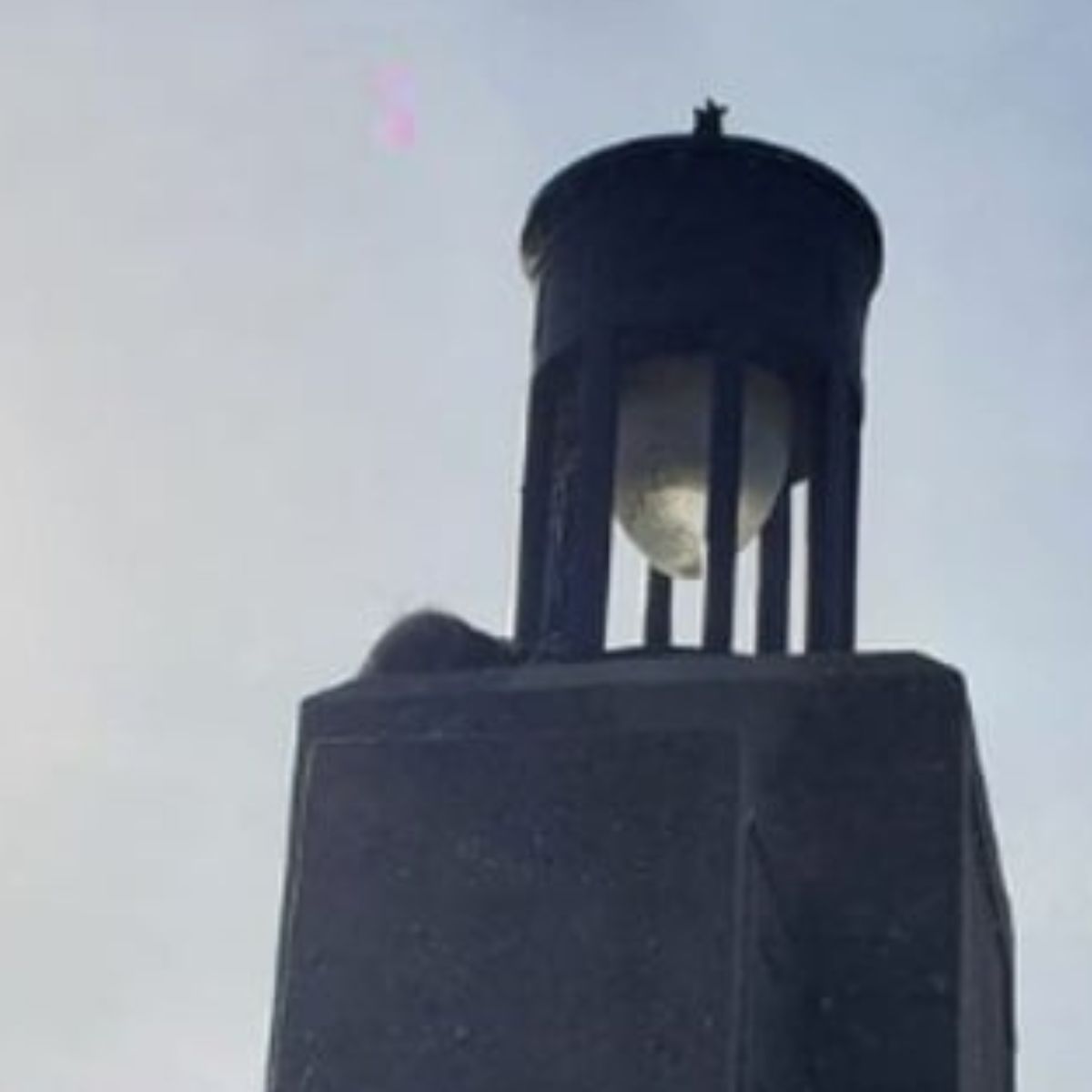 raccoon on bridge pier