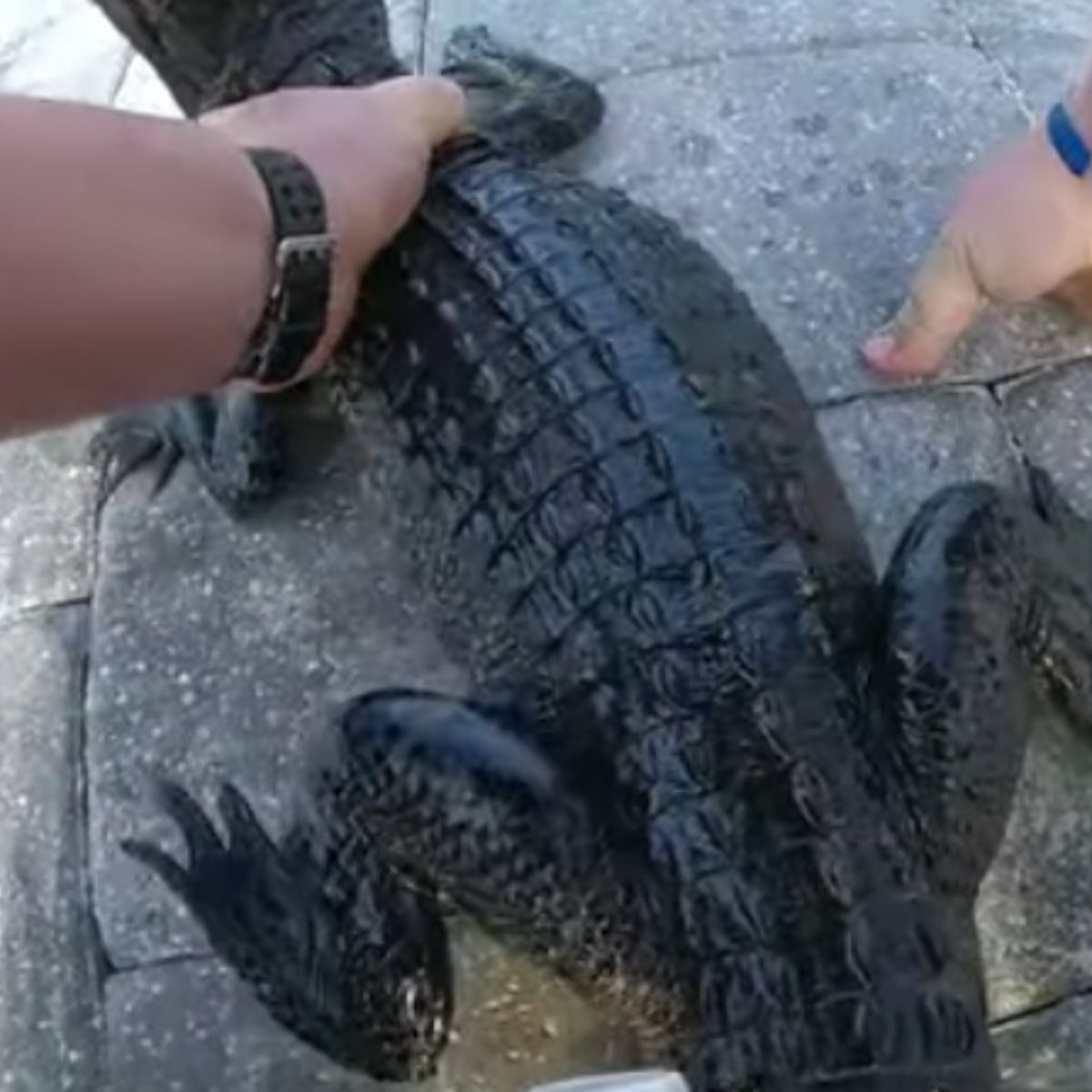 removes alligator from pool with bare hands