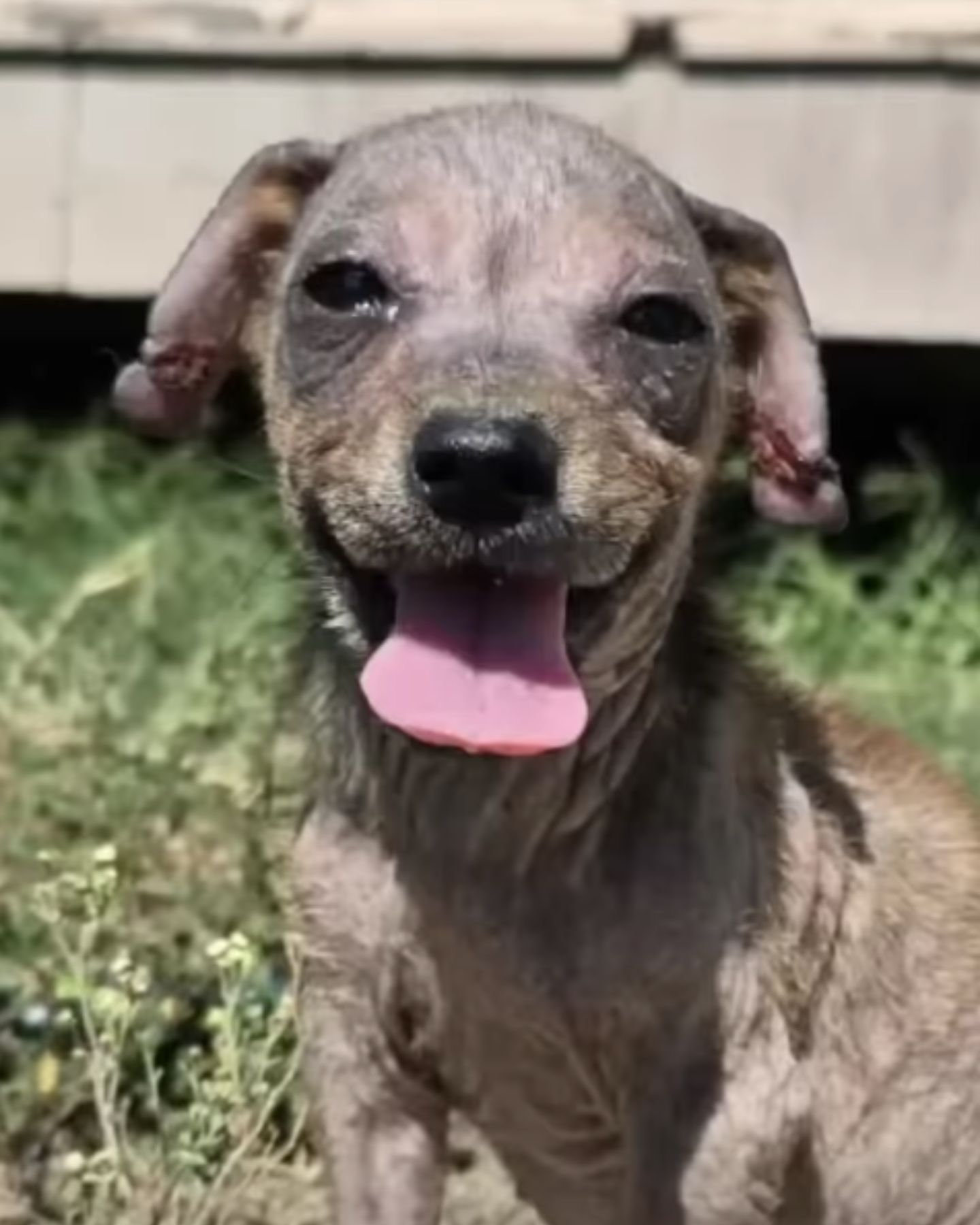 rescued happy puppy