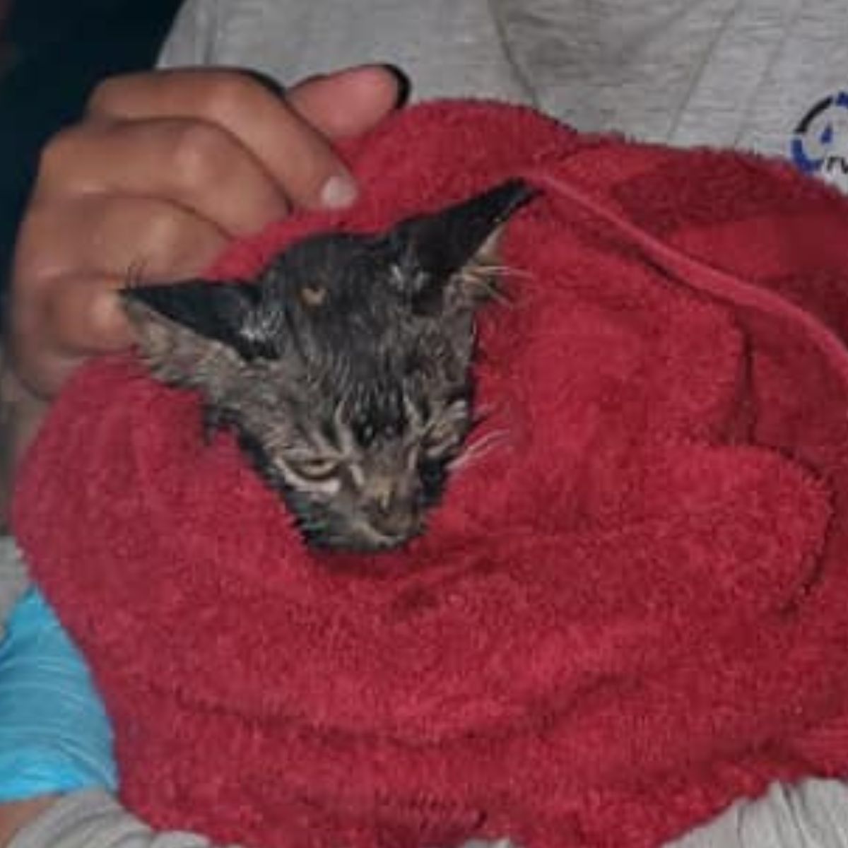 rescued kitten in towel