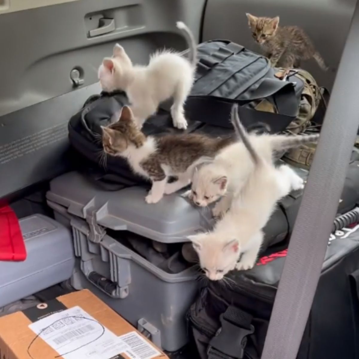 rescued kittens in the car