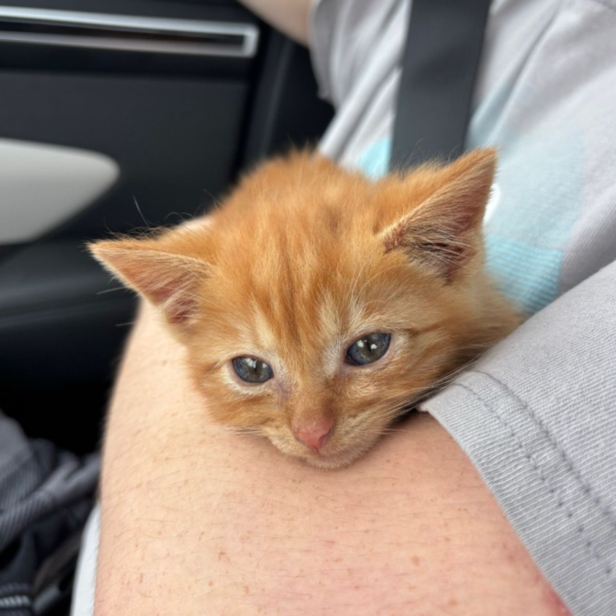 rescued little ginger kitten