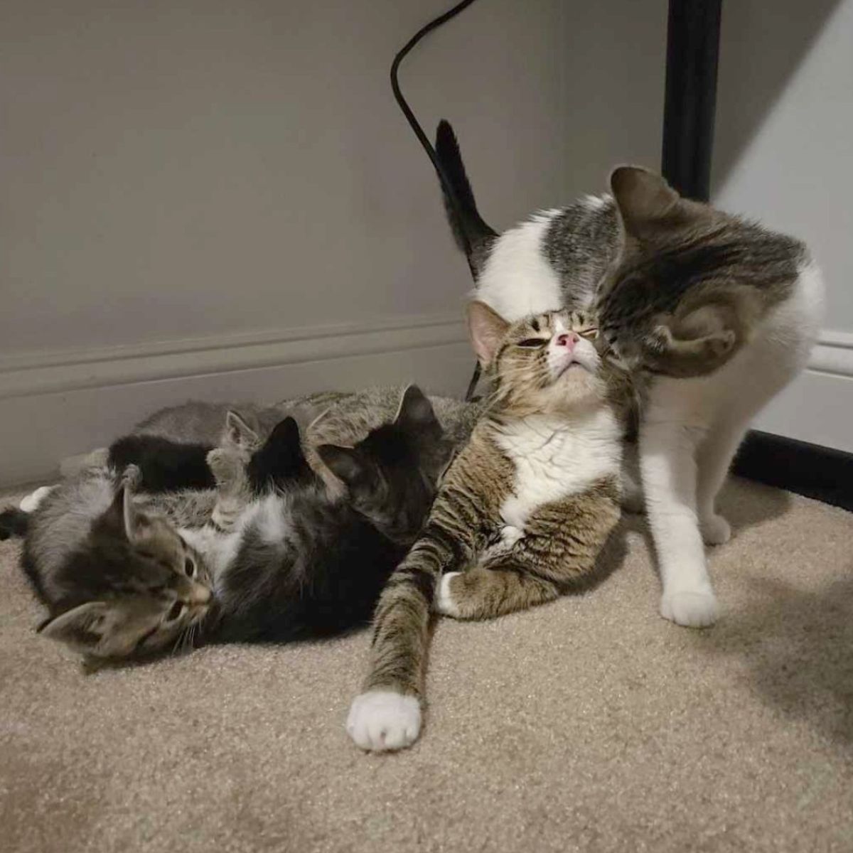 rescued mama cat and babies in house