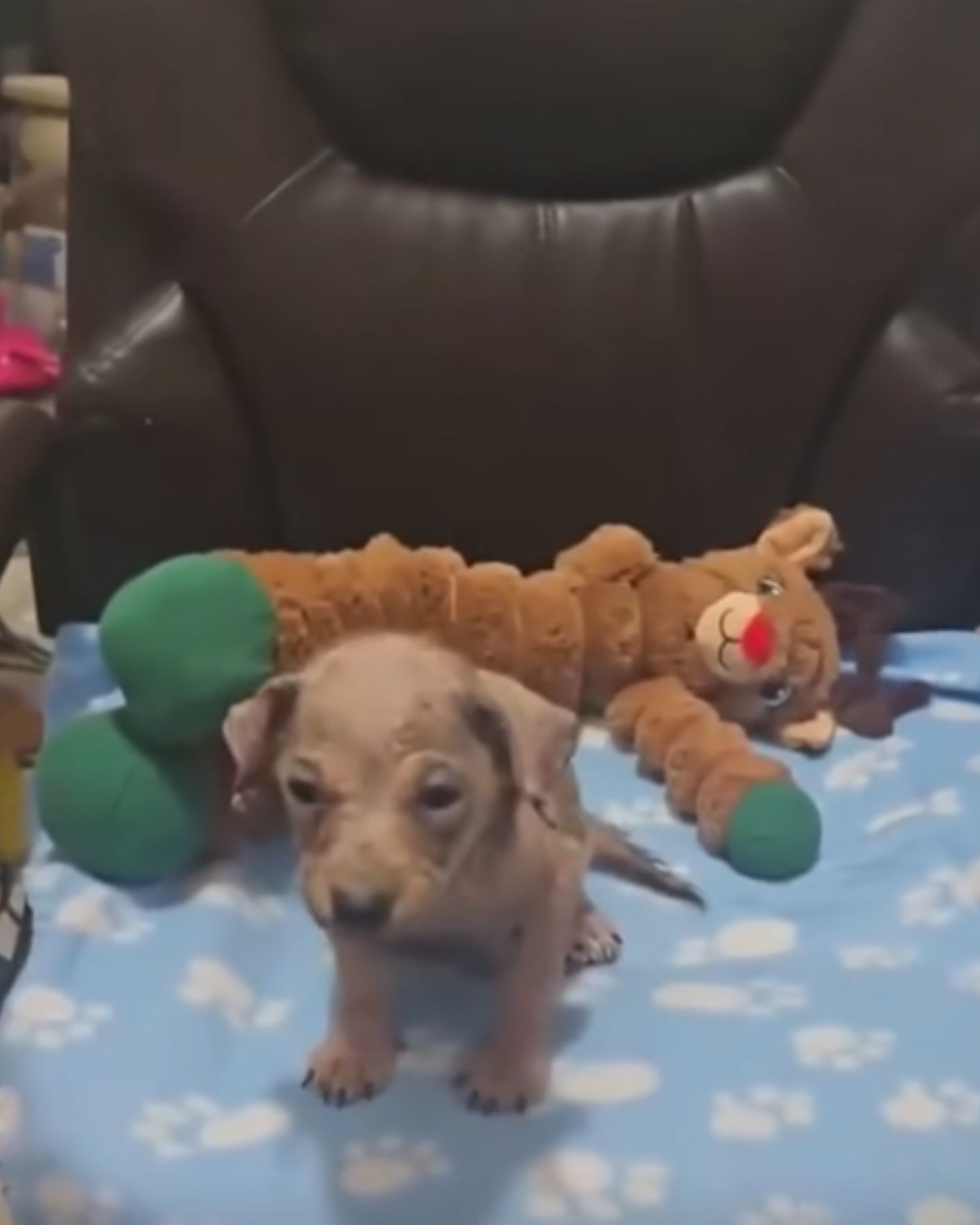 rescued puppy lies next to the toy