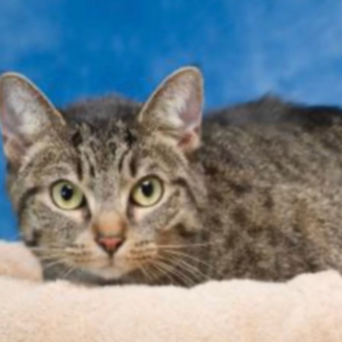 sad cat ends up in shelter