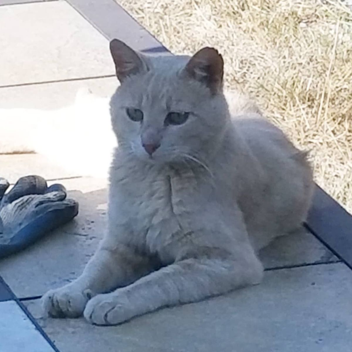 sad cat on the sidewalk
