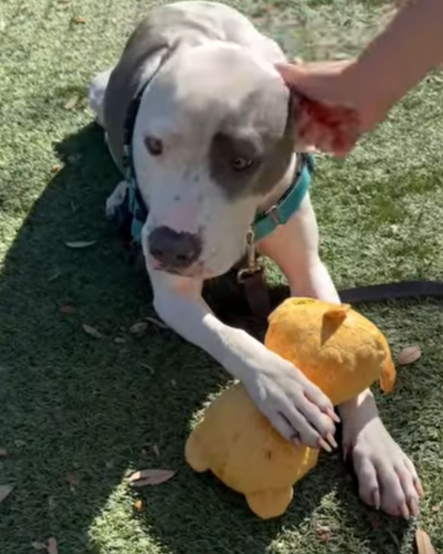 sad dog on the grass