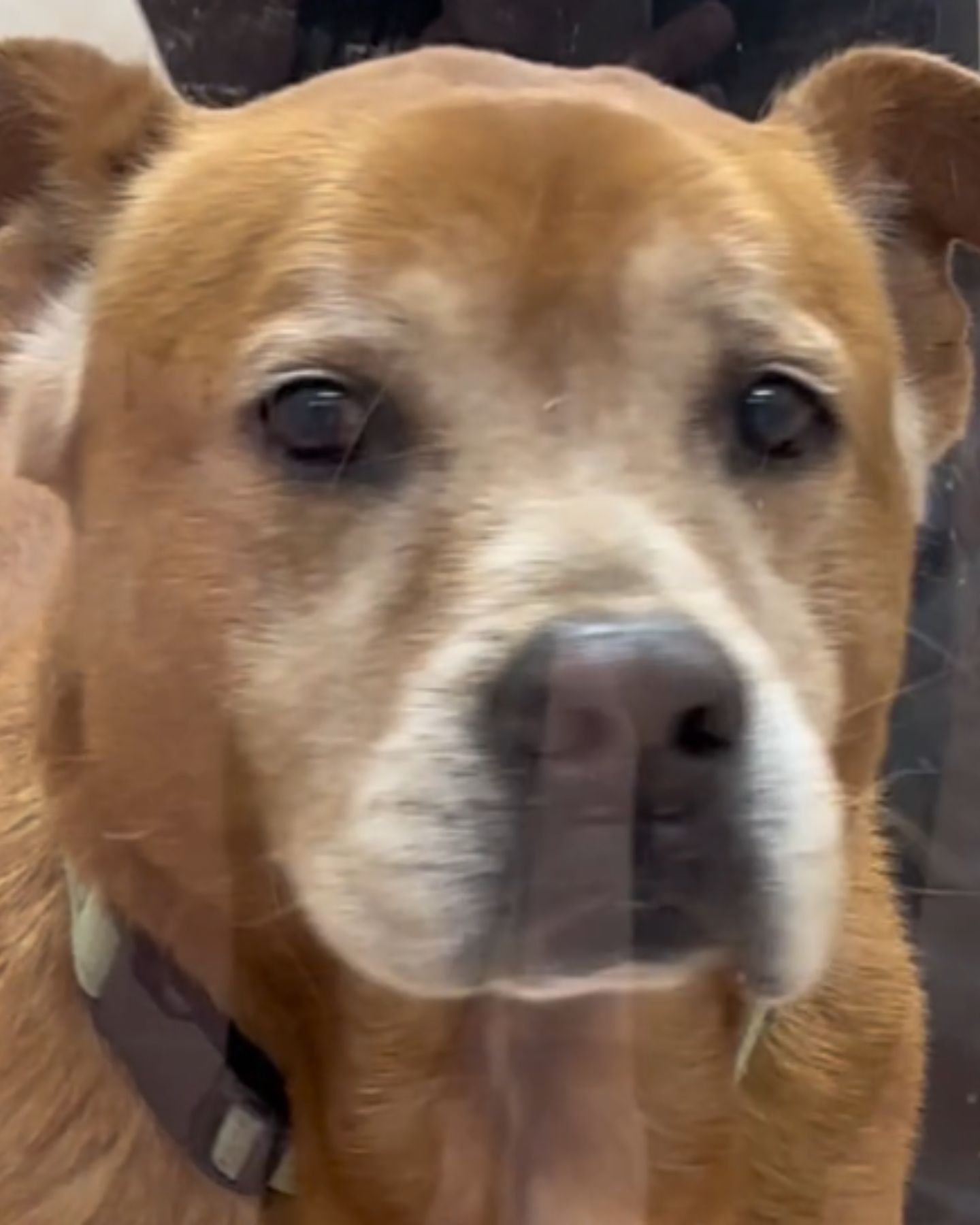 sad face of senior shelter dog