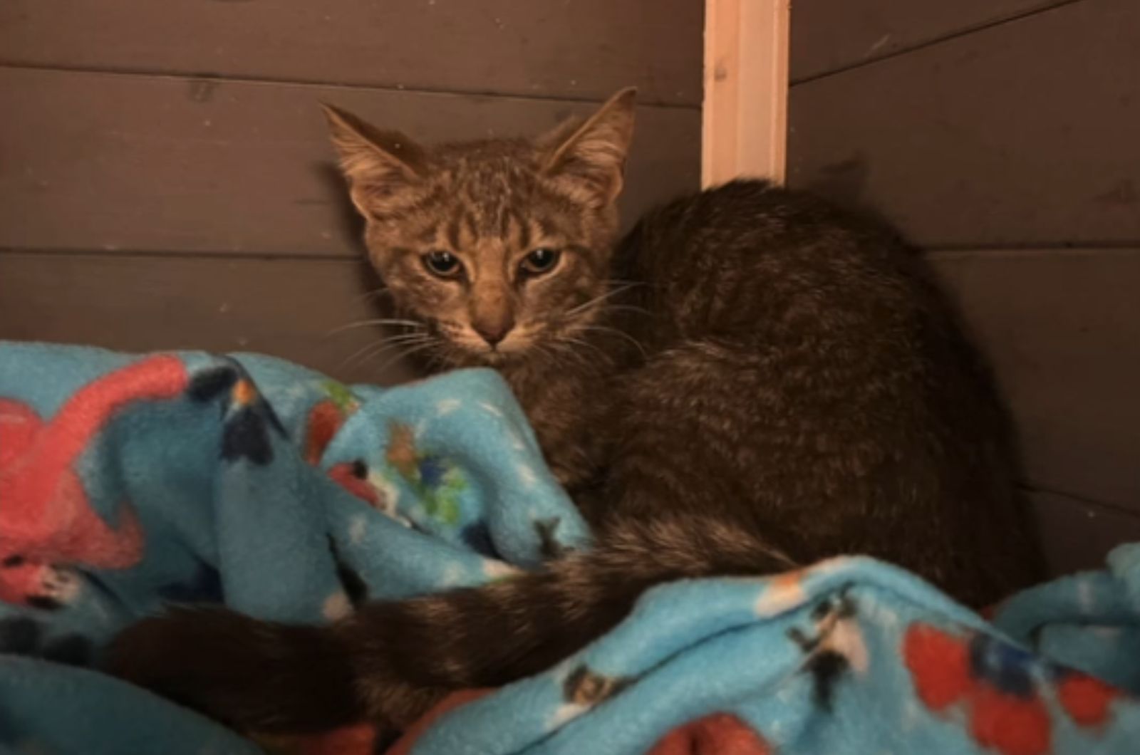 sad kitten and blanket