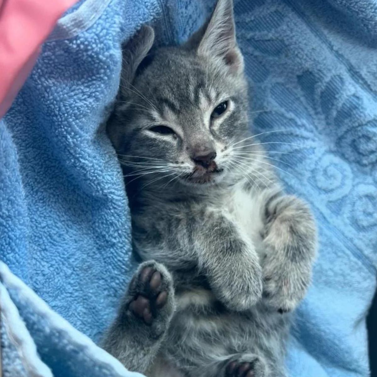 sad kitten found under a car
