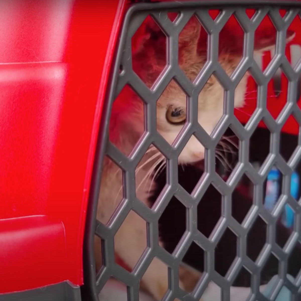 sad kitten in the transporter