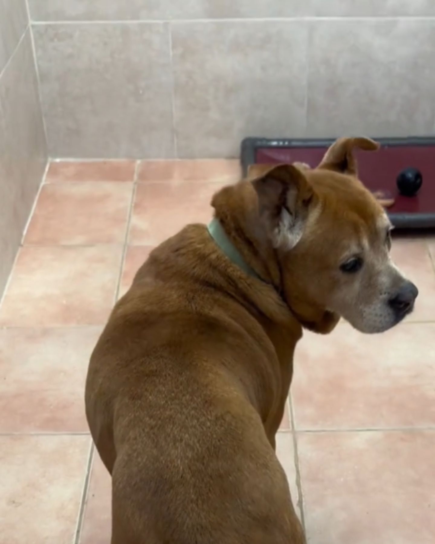 sad senior shelter dog