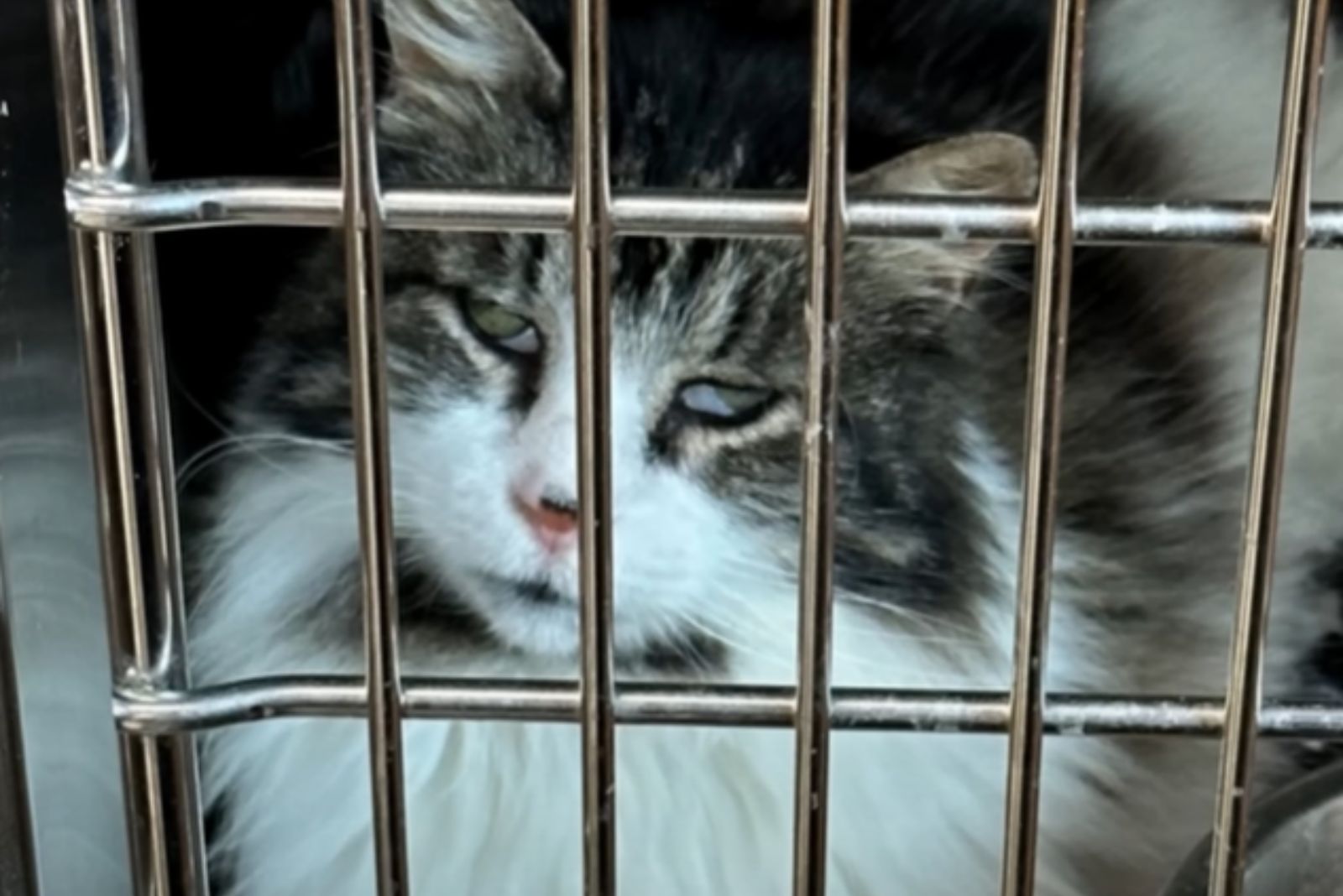 sad shelter cat