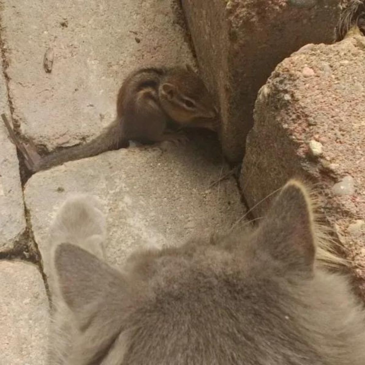 scared chipmunk next to cat