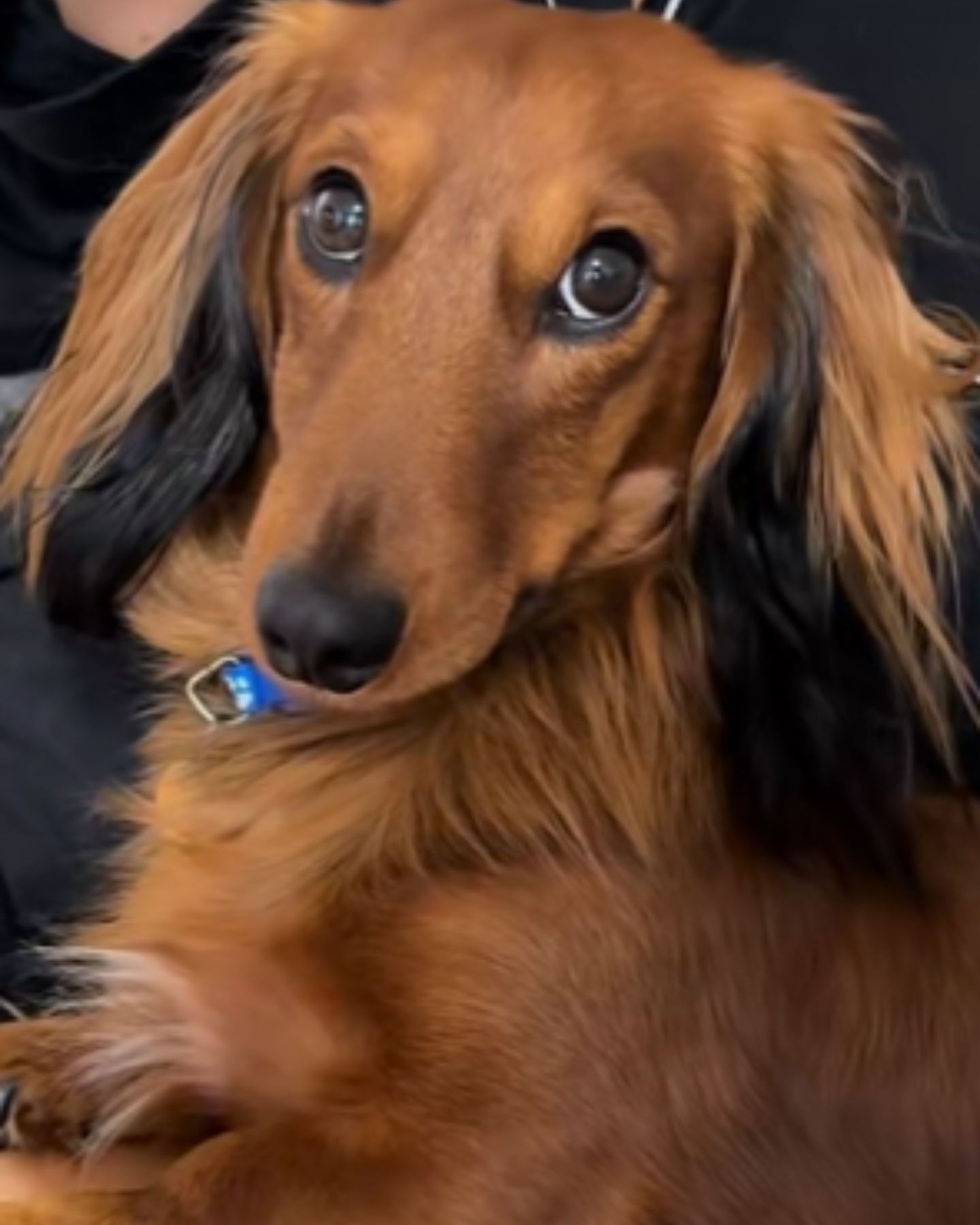 scared eyes dachshund dog