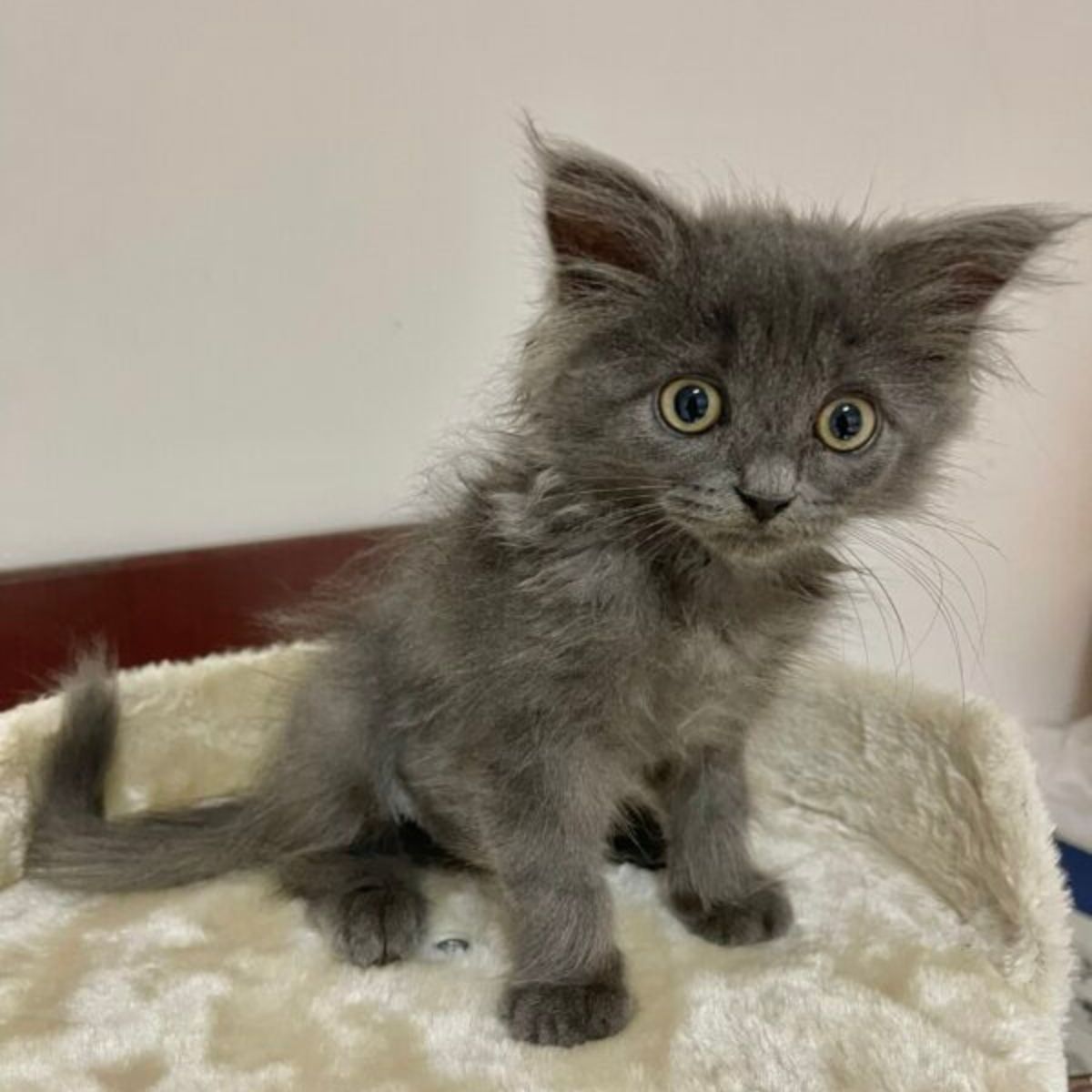 scared gray kitten