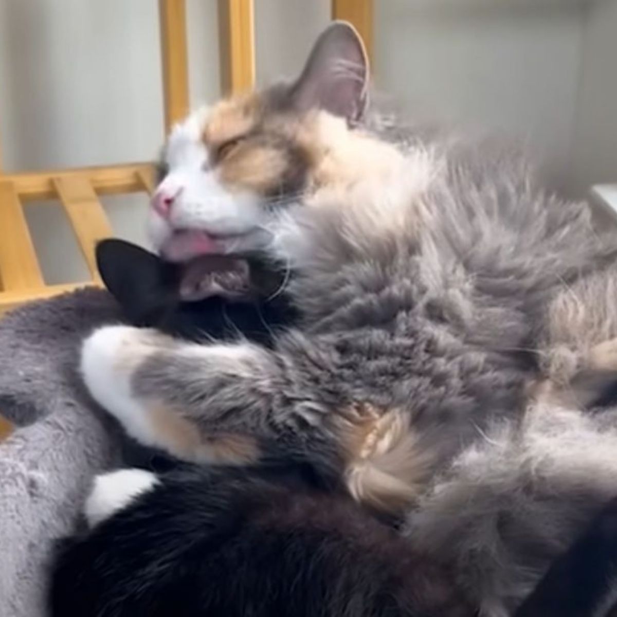 senior cat licking another cat