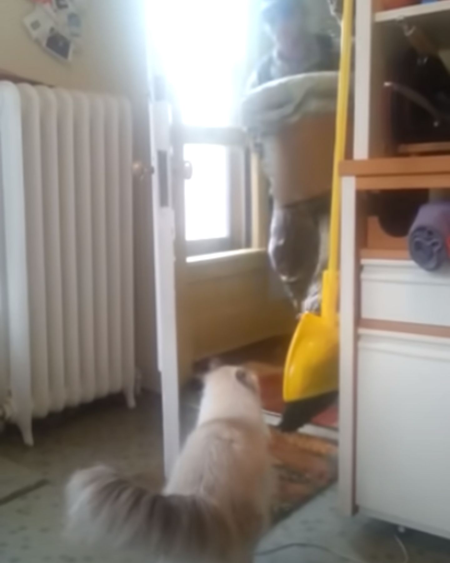 senior cat opening door for himself