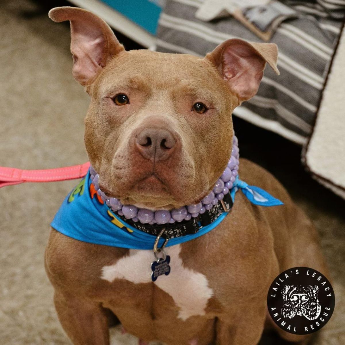 senior dog escapes euthanasia