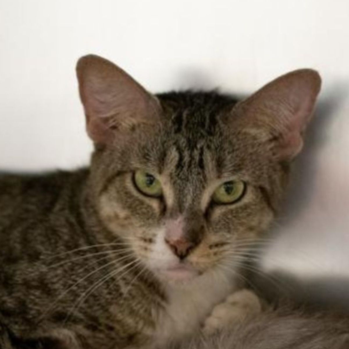 serious face of a senior cat