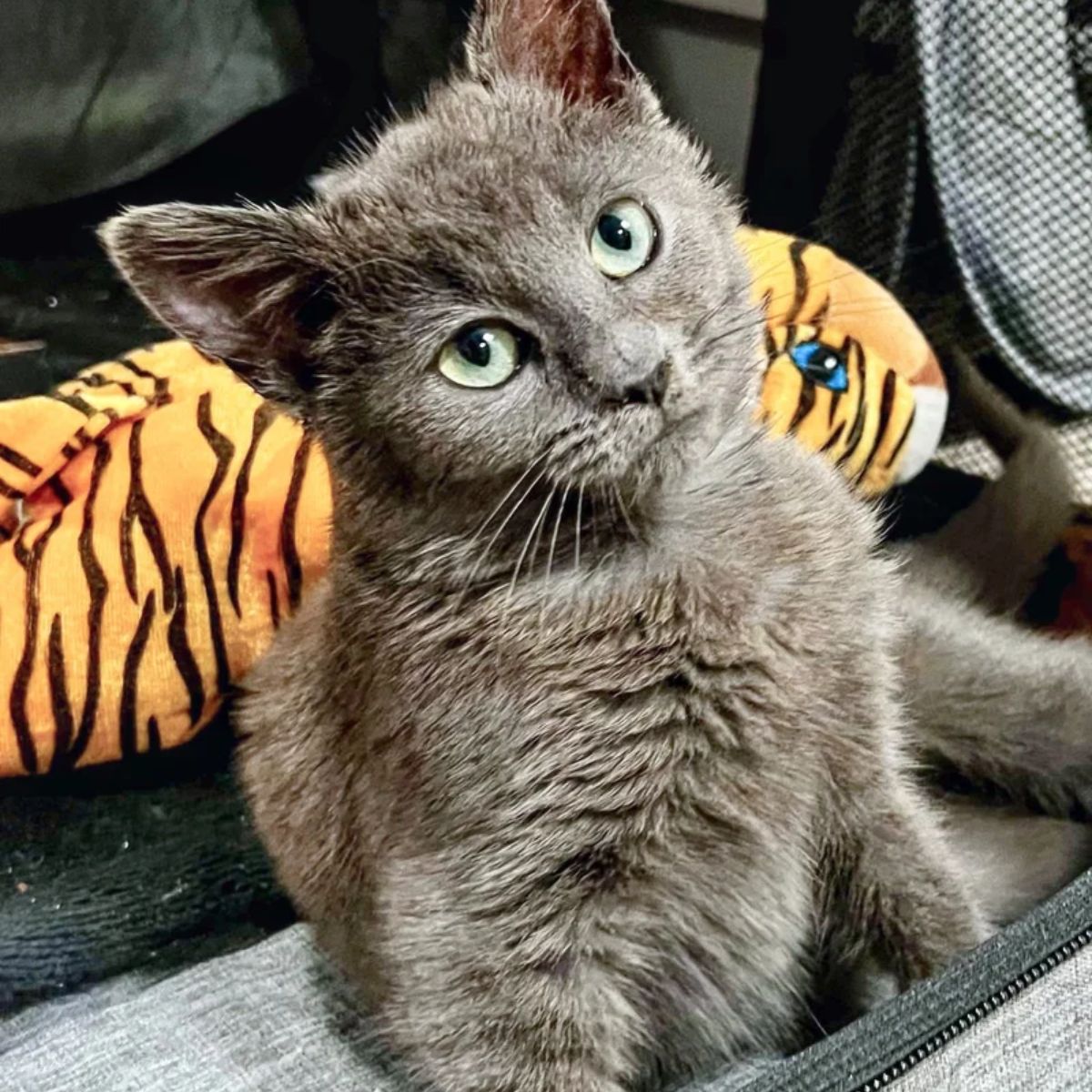 serious gray kitten