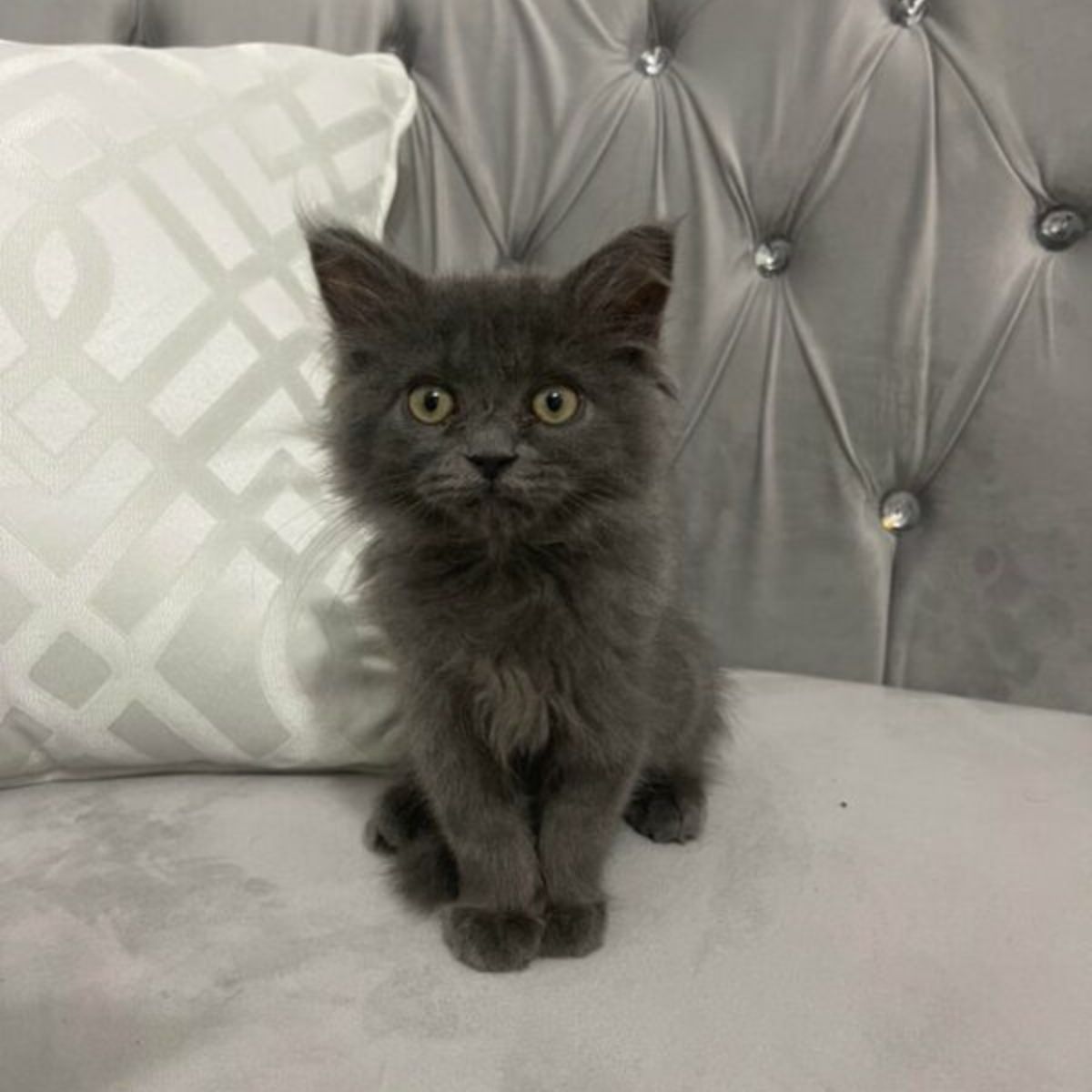 serious gray kitten