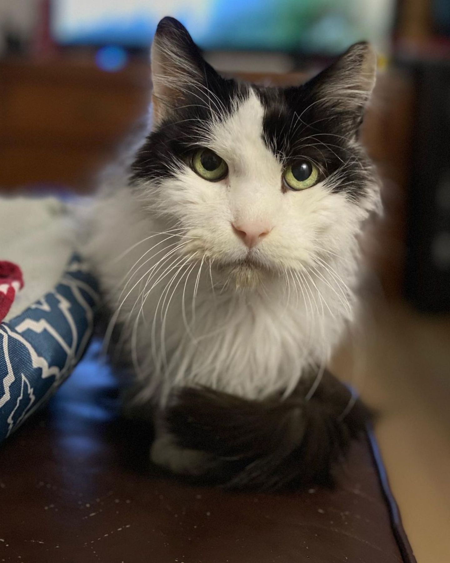 serious shaggy head of senior cat