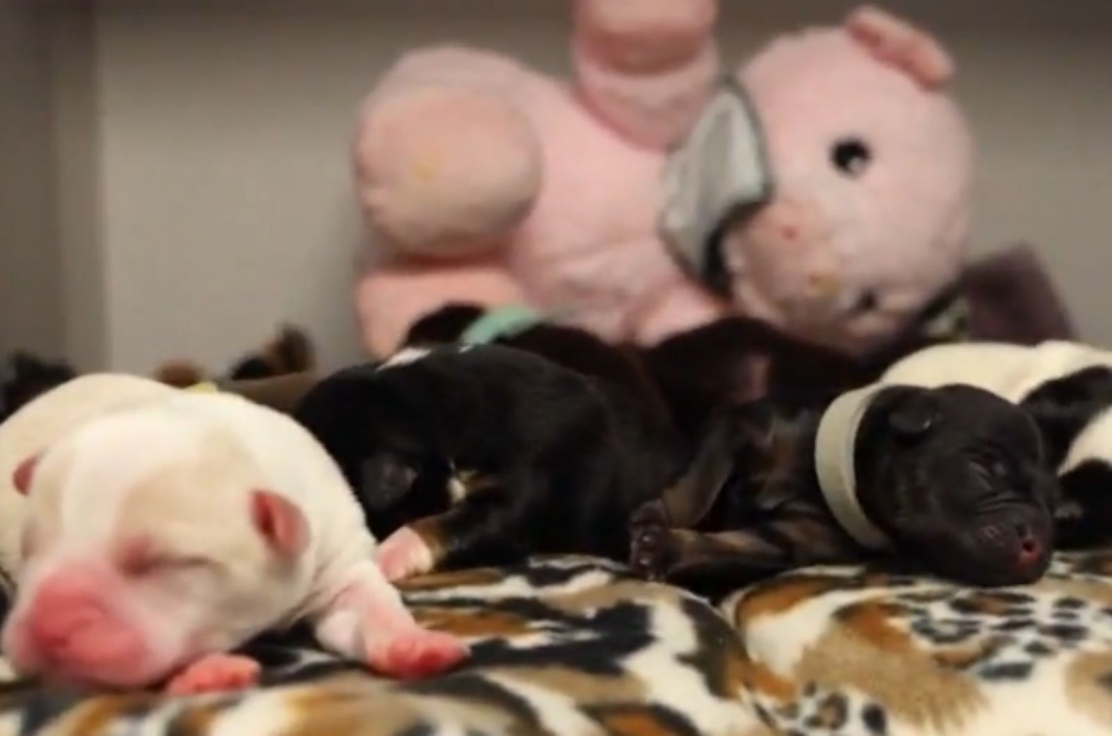 seven puppies are sleeping