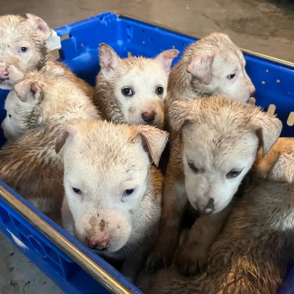 seven puppies in a blue box