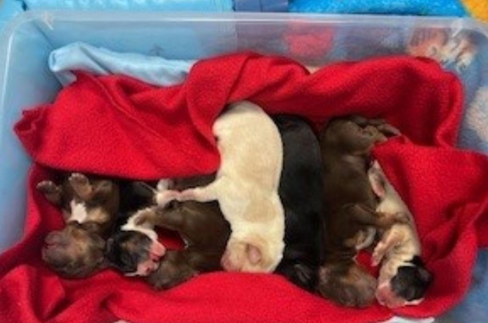 seven puppies left outside arizona shelter