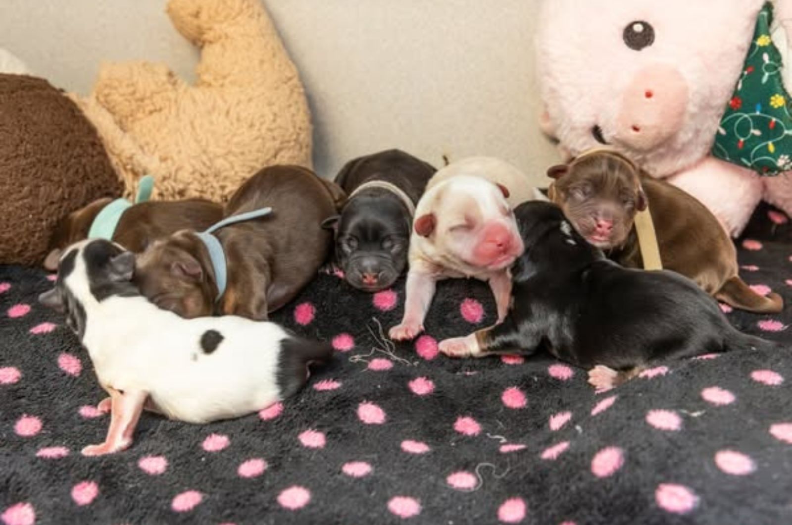 seven puppies left outside shelter