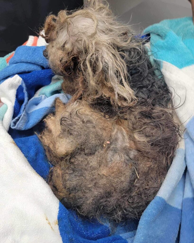 shaggy and dirty dog