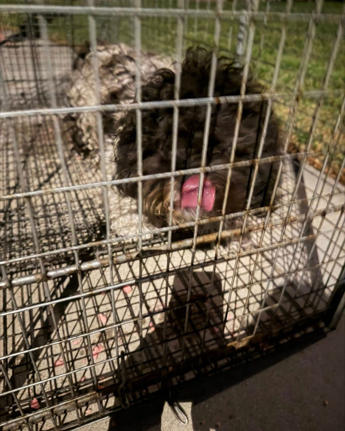 shaggy dog ​​in a cage