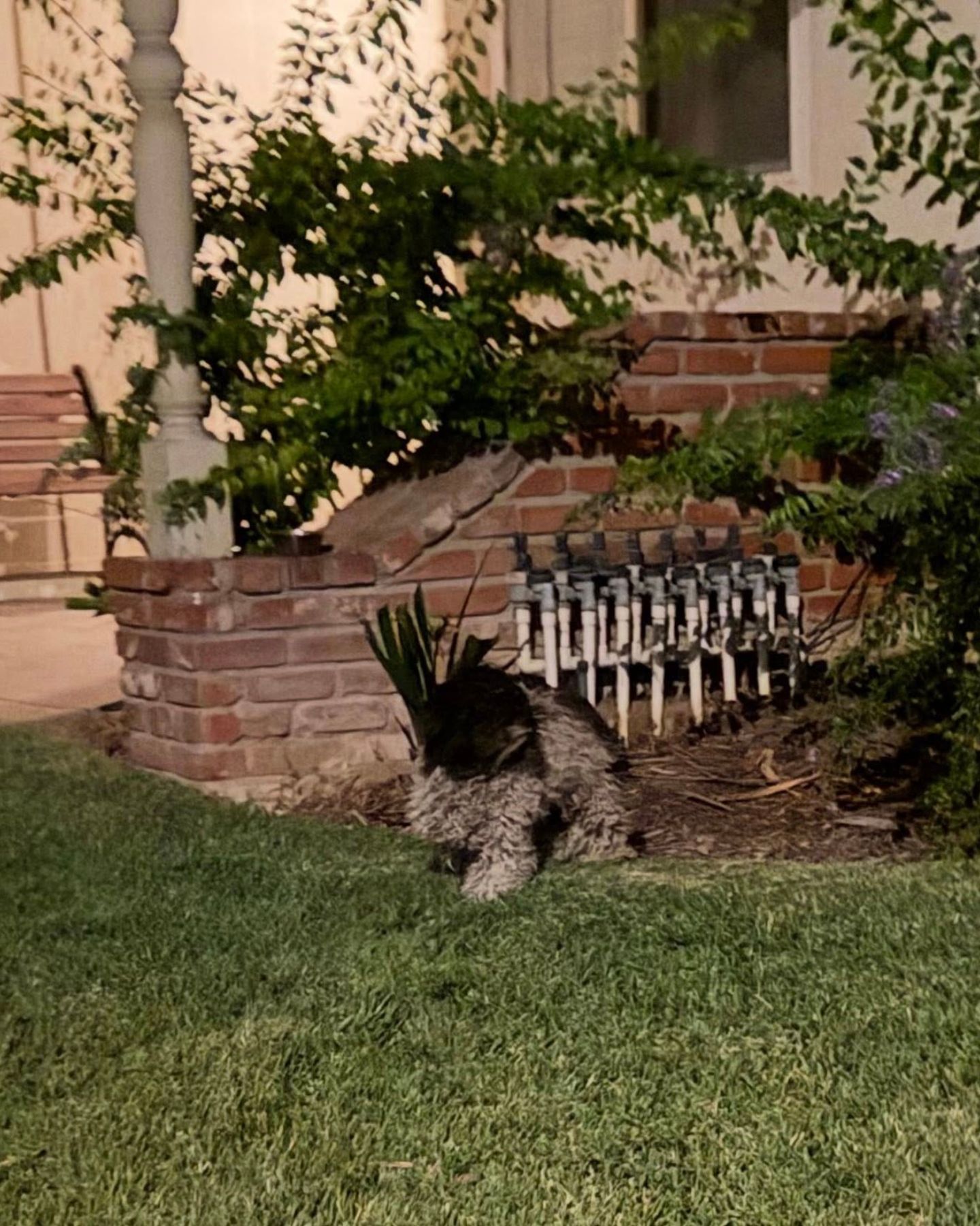 shaggy dog ​​in the yard